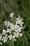 Bulb bittercress